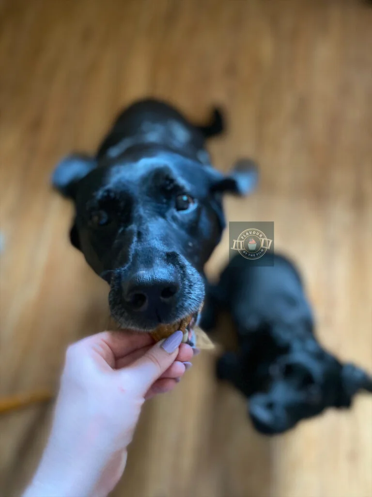 The author's black labrador is being fed a Scooby snack while the author's black working cocker spaniel is watching.