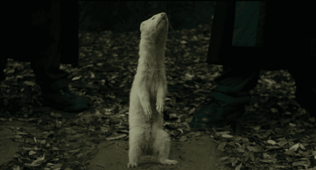 A ferret in place of Draco Malfoy in Harry Potter and the Goblet of Fire.