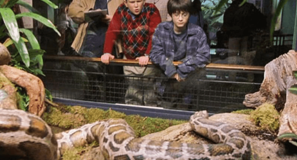 The Dursleys and Harry look at the snake Harry magically sets free in Harry Potter and the Philosopher's Stone.